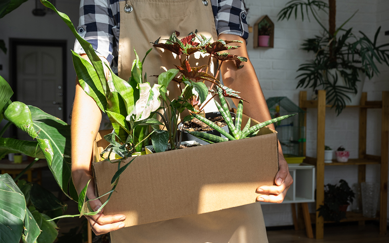 Packing potted indoor plants securely into cardboard box for moving